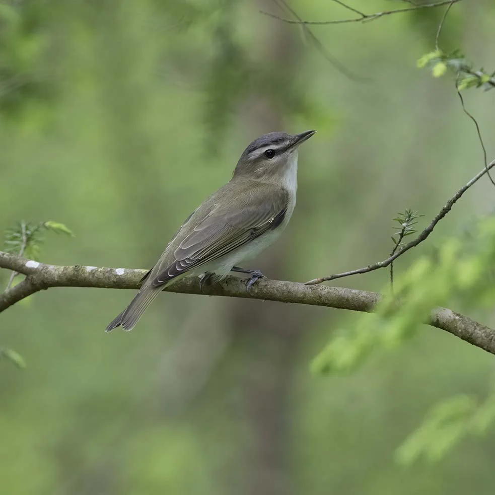 Red-eyed_Vireo_Z091445.JPG