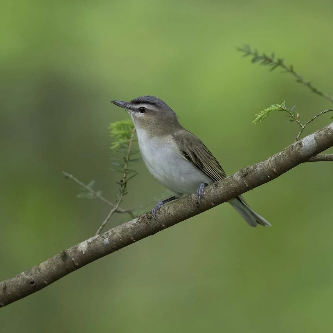 Red-eyed_Vireo_Z091479.JPG