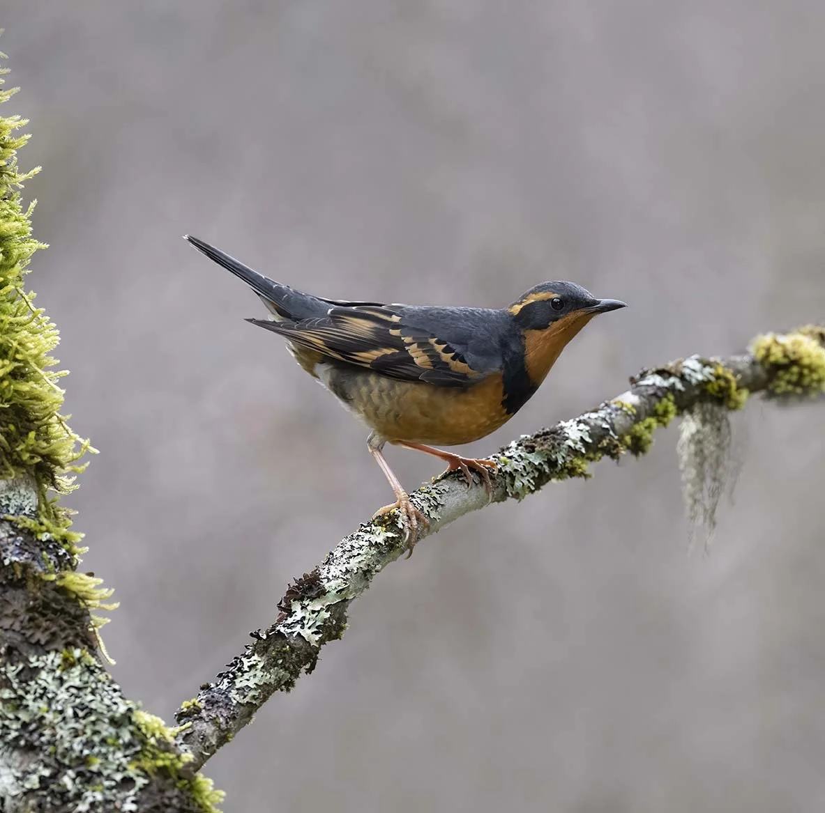 Varied_Thrush_Z095734.JPG