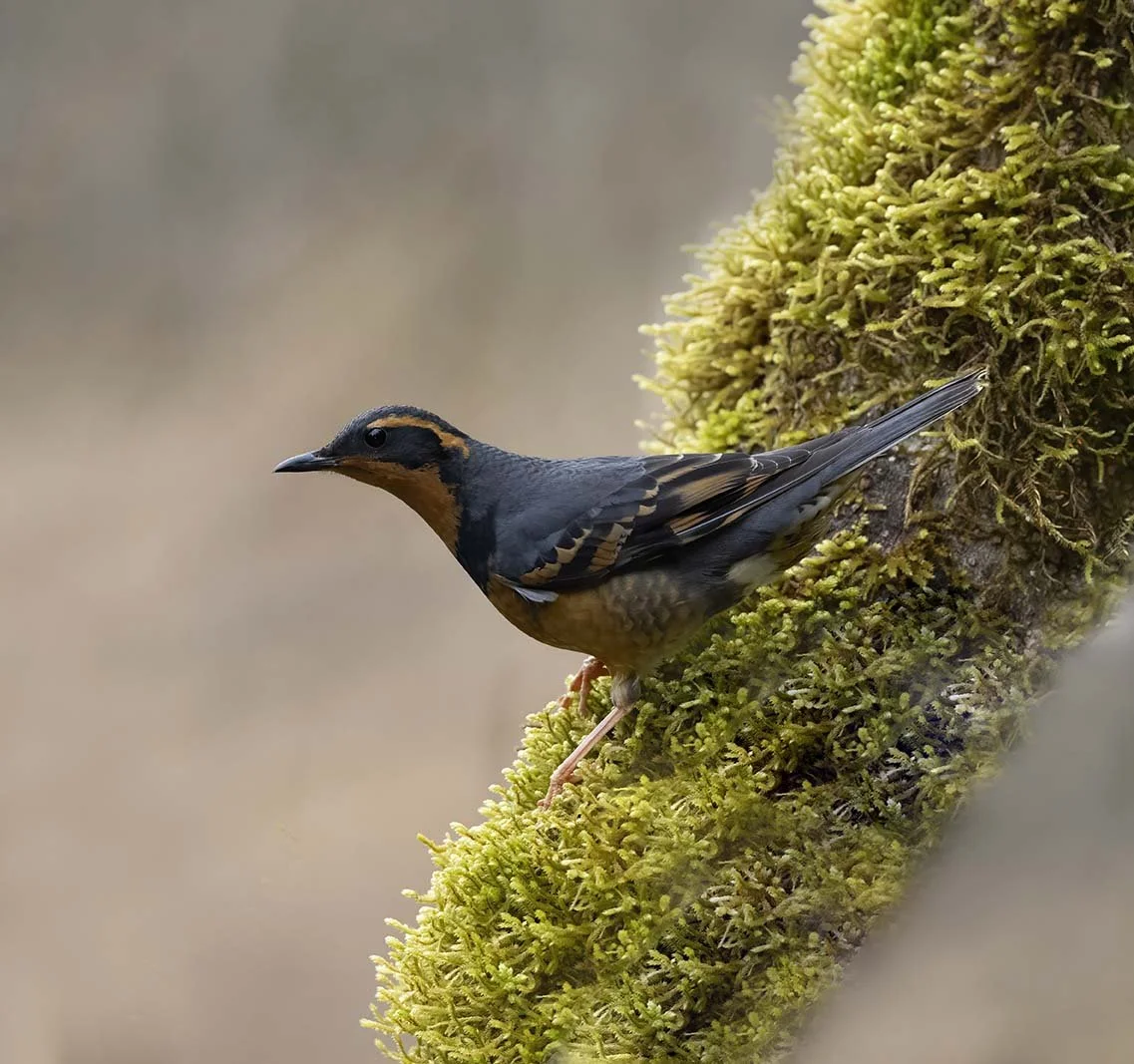 Varied_Thrush_Z095741.JPG