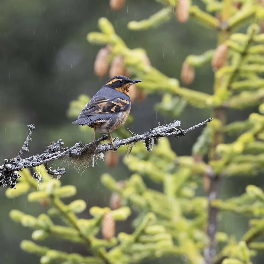 Varied_Thrush_Z095758.JPG