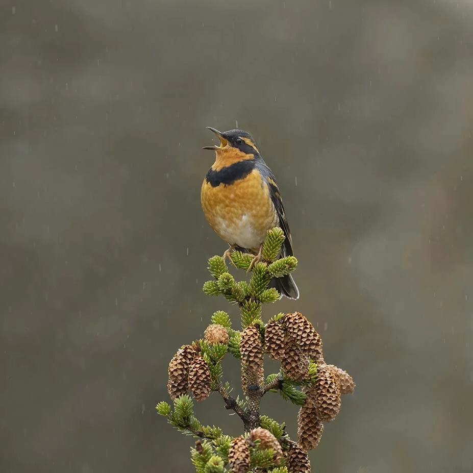 Varied_Thrush_Z095807.JPG