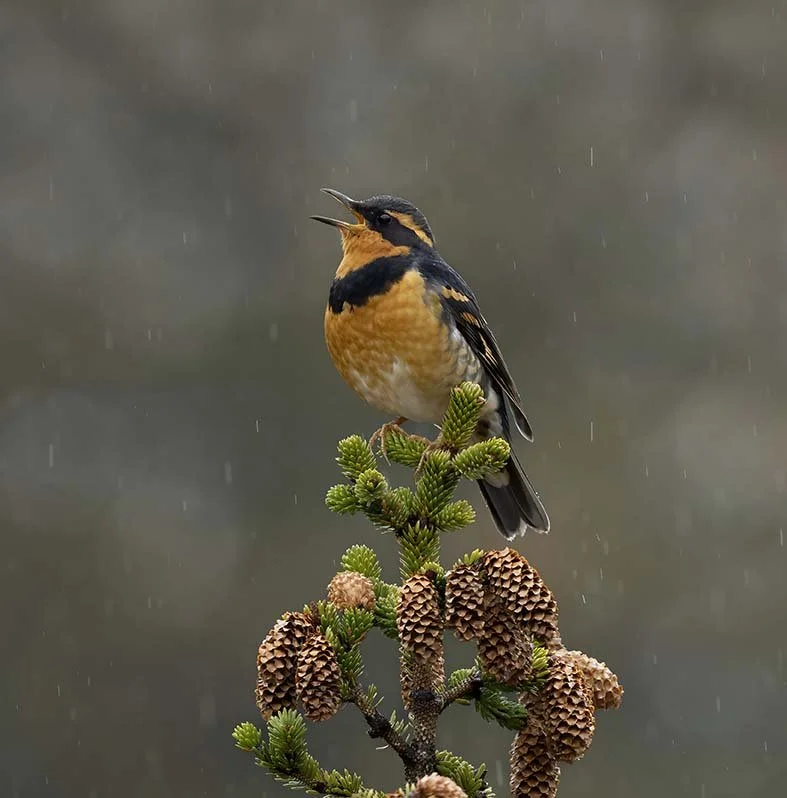Varied_Thrush_Z095841.JPG