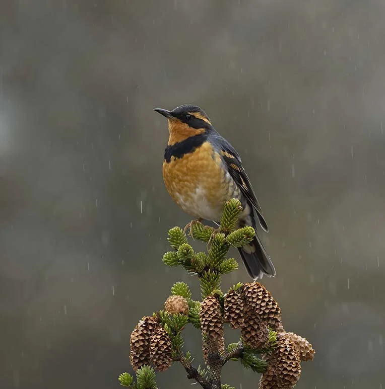Varied_Thrush_Z095844.JPG