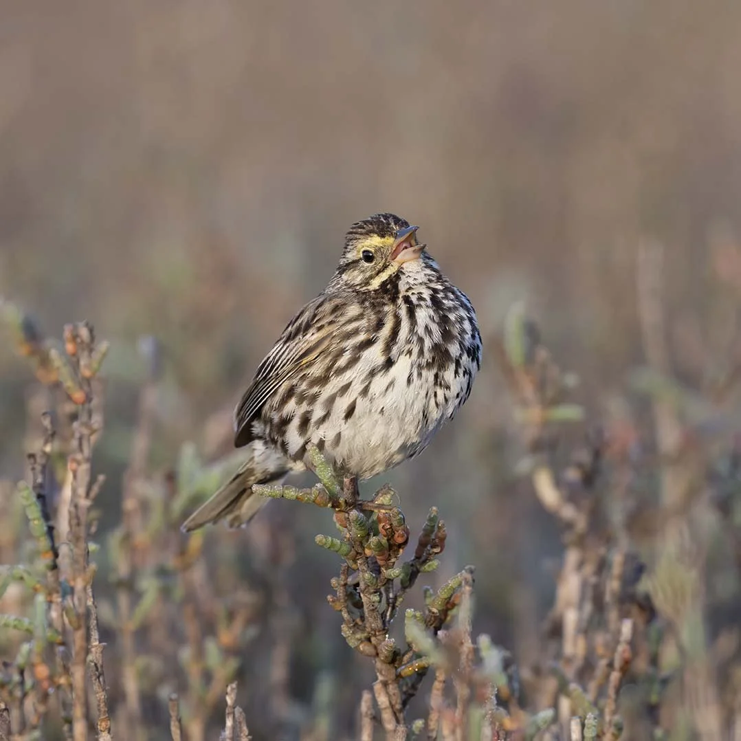 Belding's_Savannah_Sparrow_Z090094.JPG