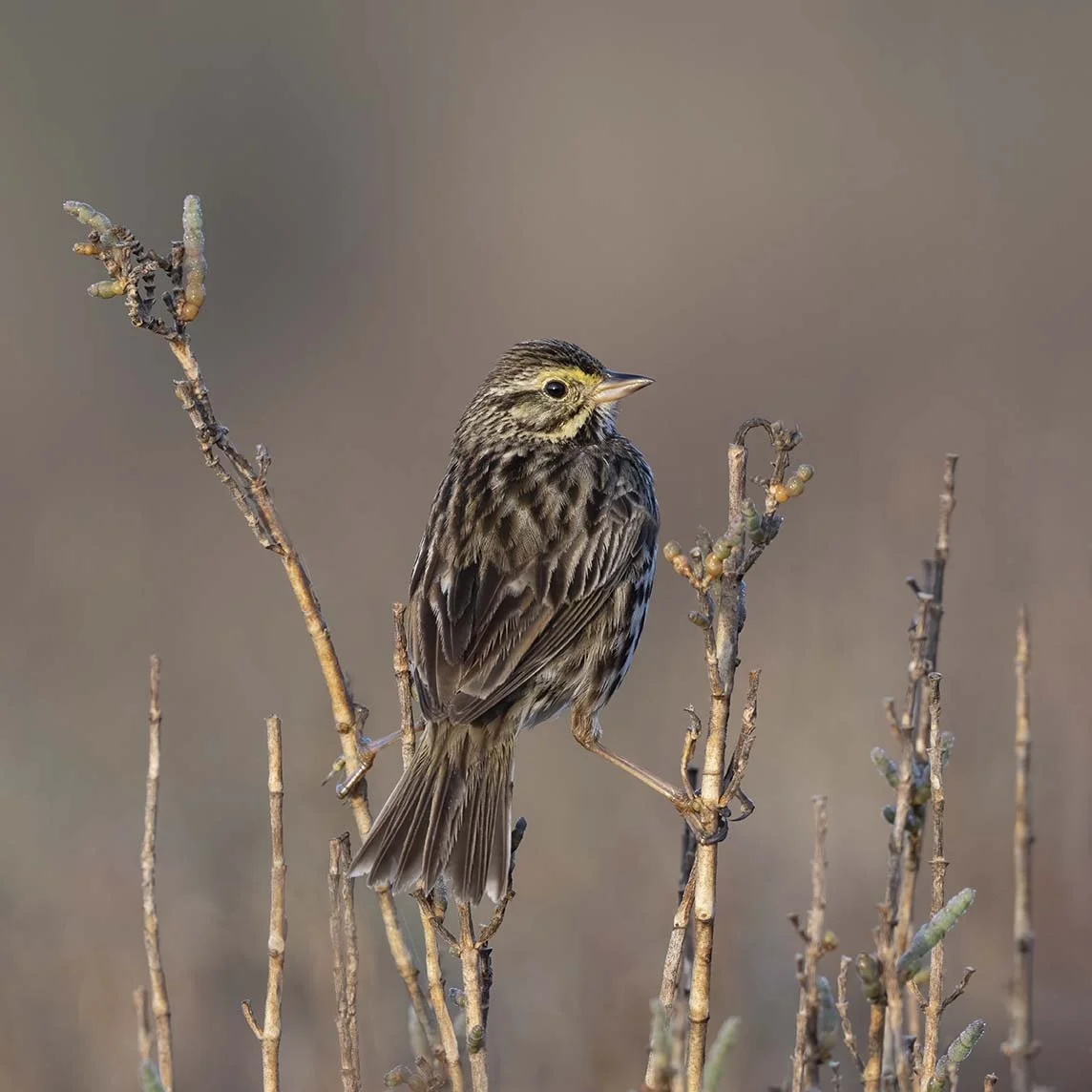 Belding's Savannah Sparrow- Ormond Beach, Oxnard, CA  March 22, 2025