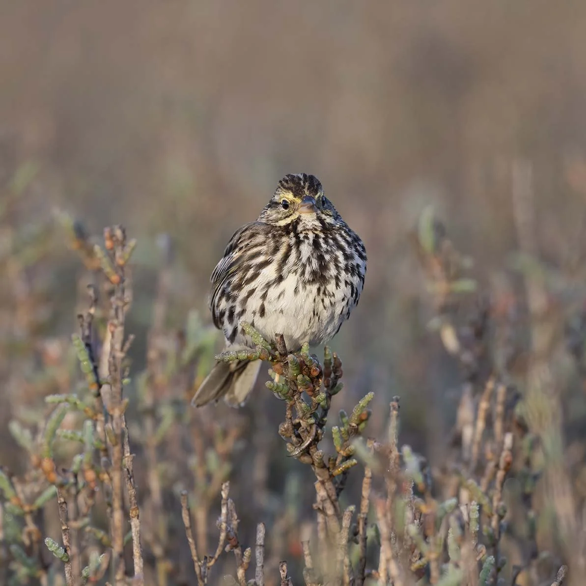 Belding's_Savannah_Sparrow_Z090128.JPG
