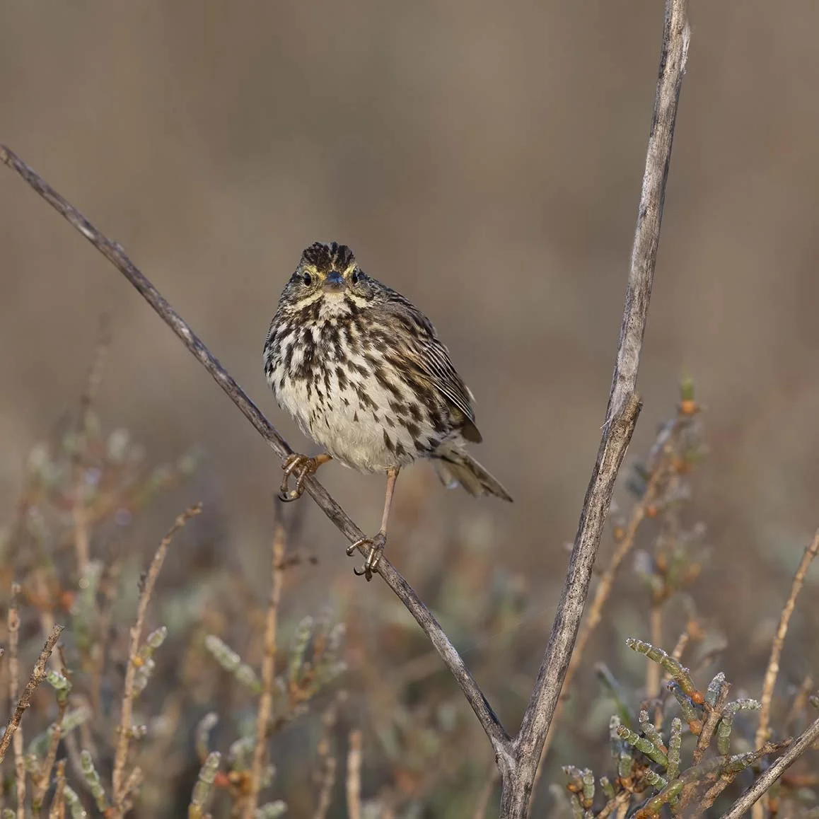 Belding's_Savannah_Sparrow_Z090157.JPG