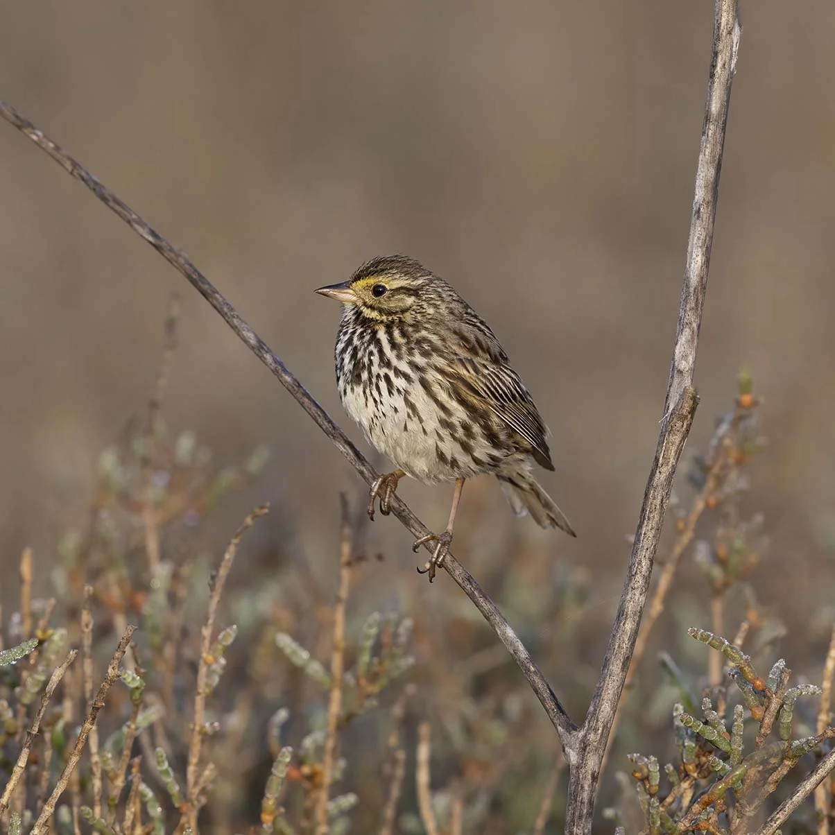 Belding's_Savannah_Sparrow_Z090179.JPG
