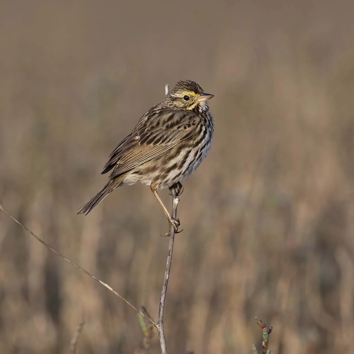 Belding's_Savannah_Sparrow_Z090264.JPG