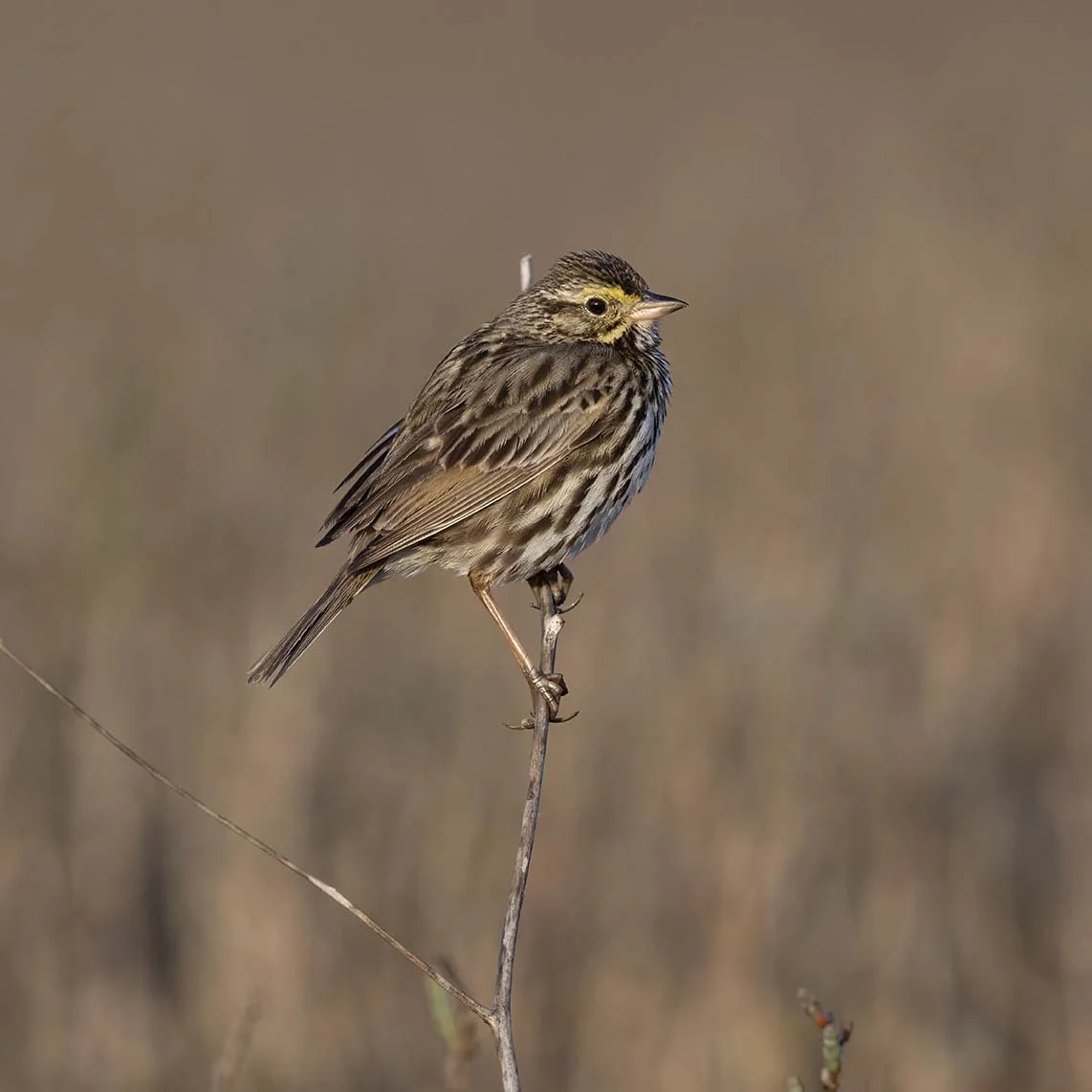 Belding's_Savannah_Sparrow_Z090285.JPG