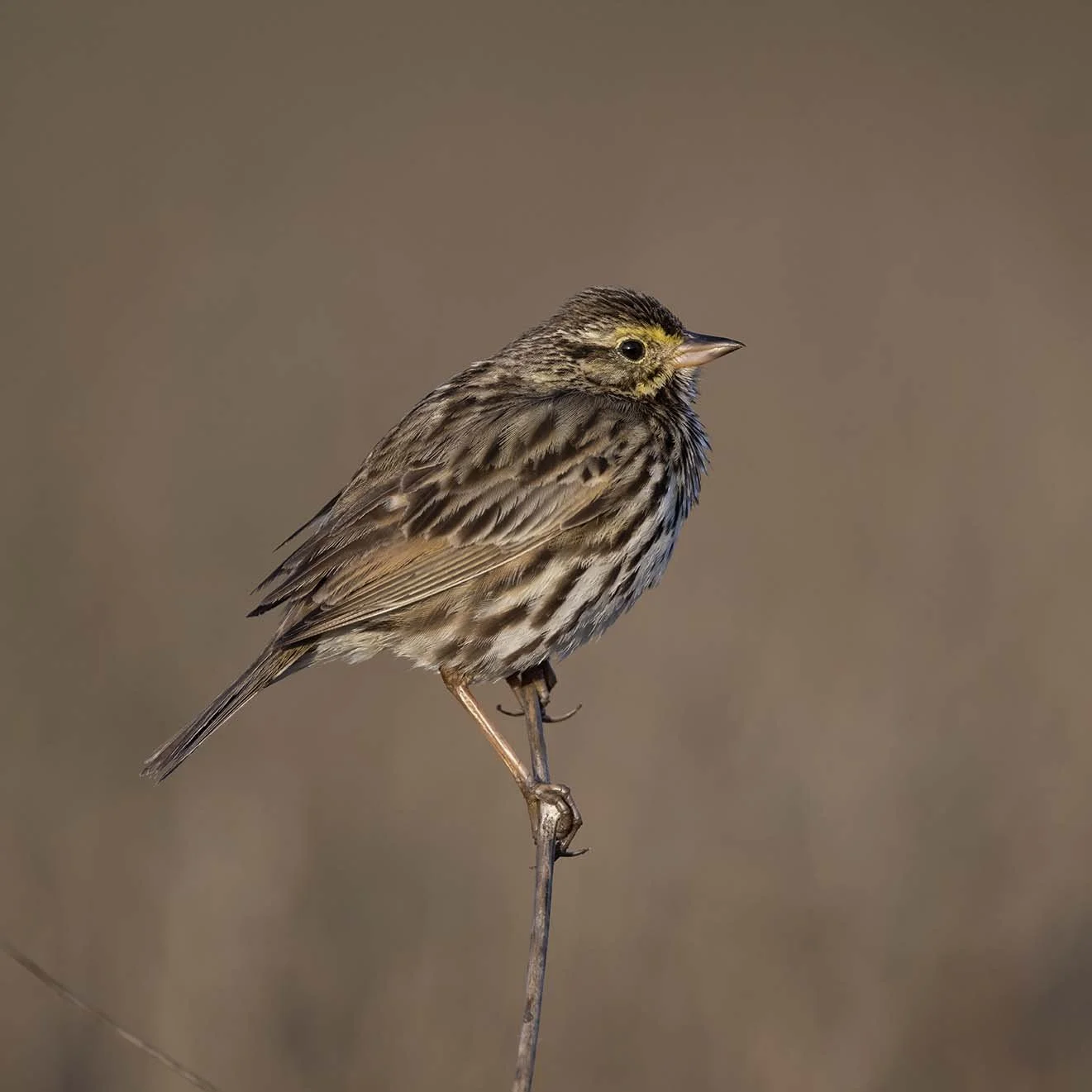 Belding's_Savannah_Sparrow_Z090324.JPG