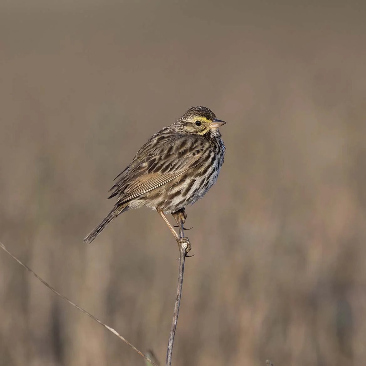 Belding's_Savannah_Sparrow_Z090387.JPG