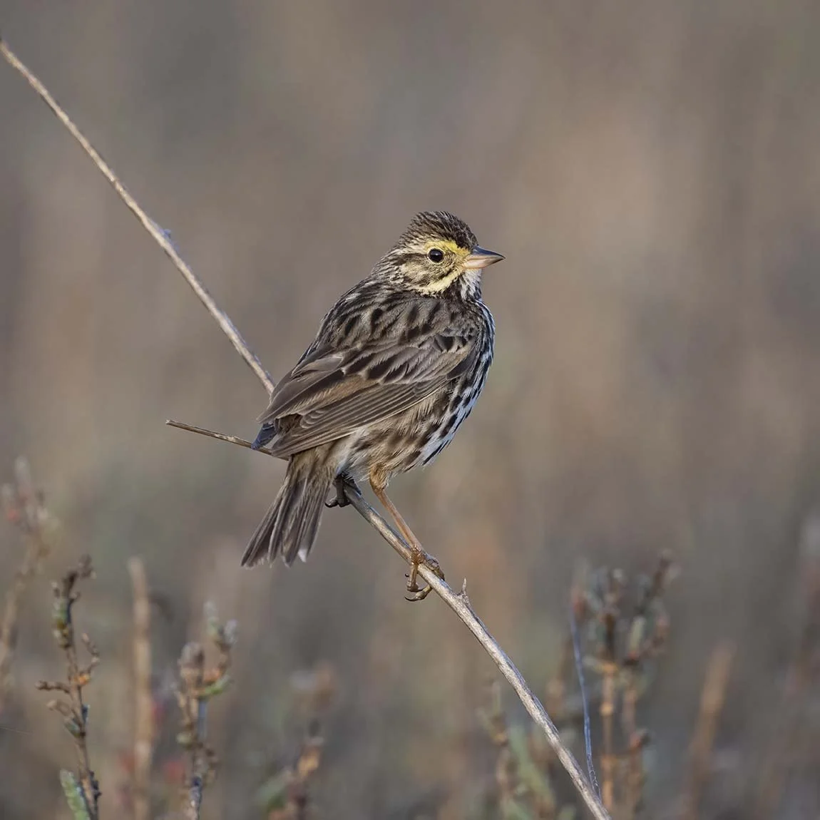 Belding's_Savannah_Sparrow_Z099935.JPG