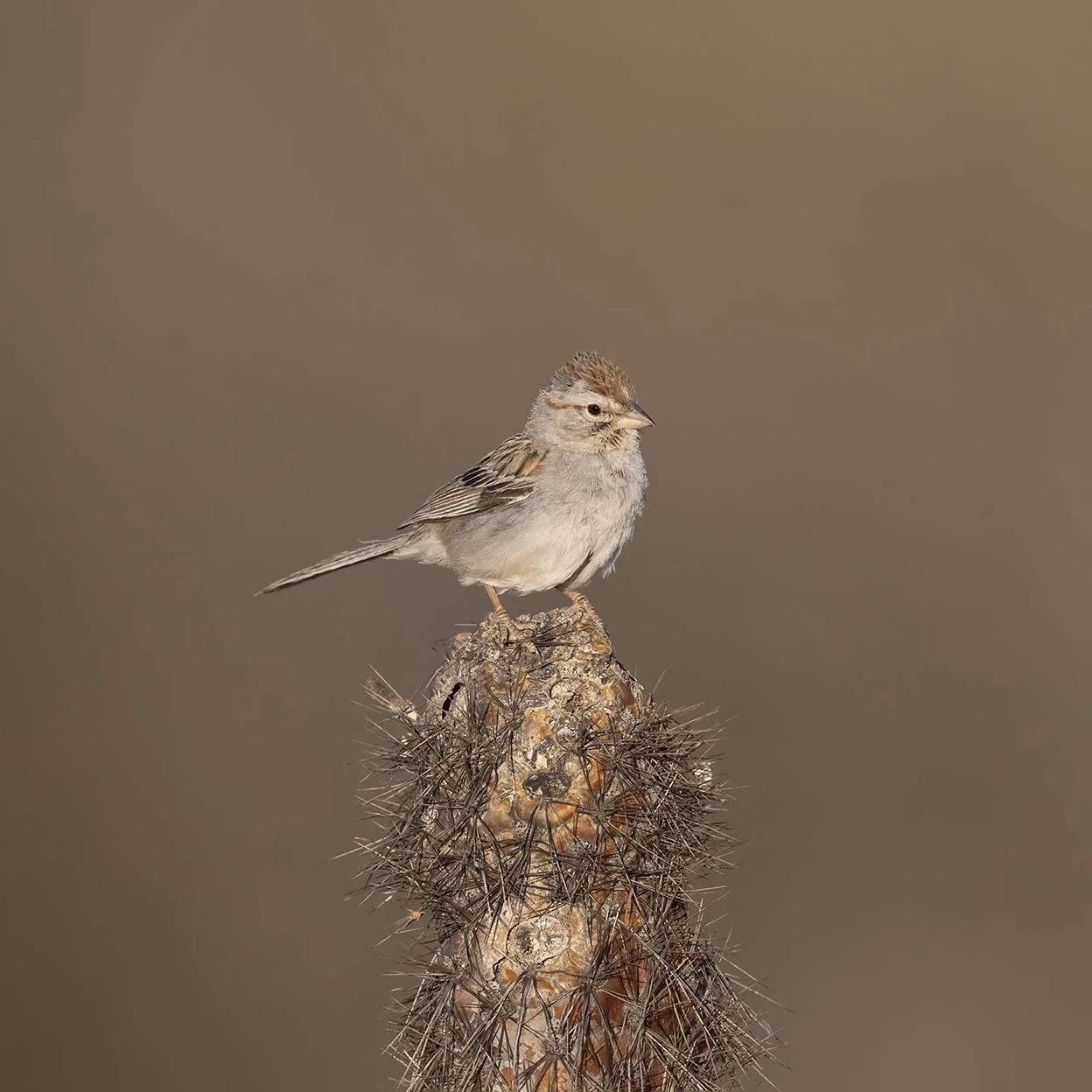 Madera Grasslands, Arizona  April 245, 2025