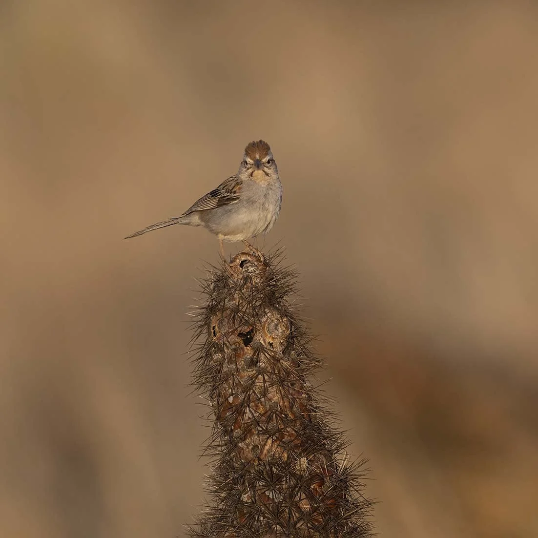 Rufous-crowned_Sparrow_Z090607.JPG