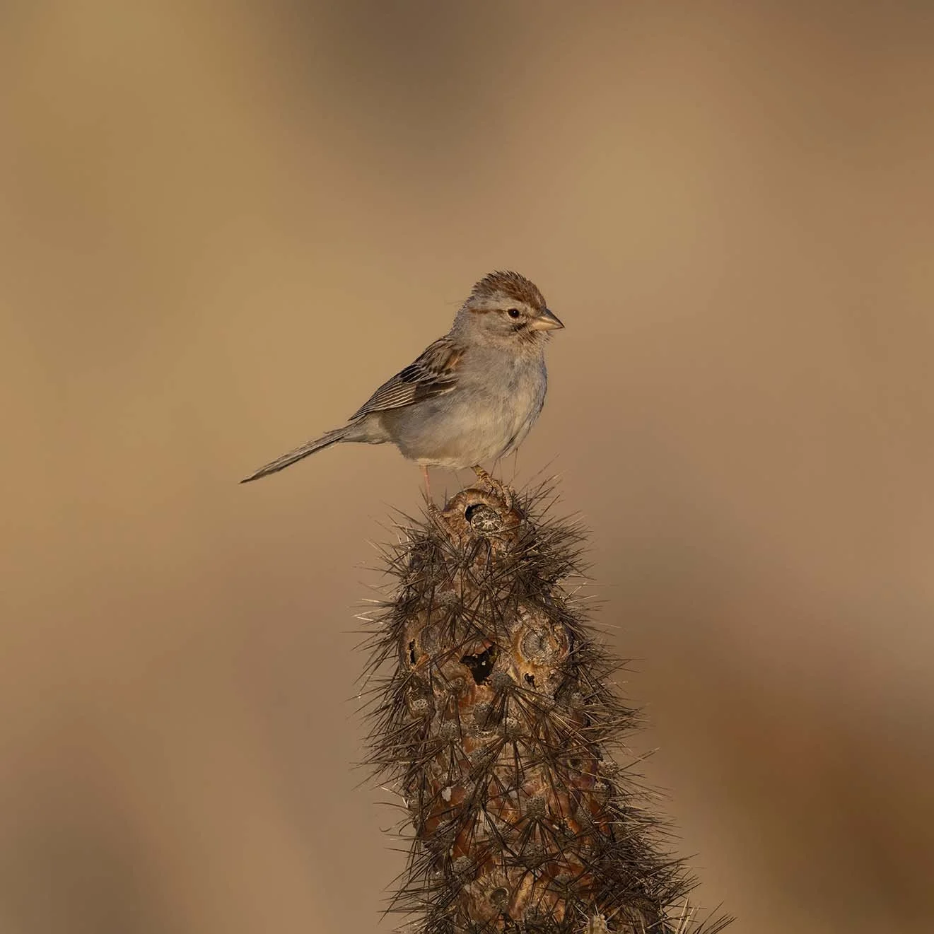 Rufous-crowned_Sparrow_Z090636.JPG