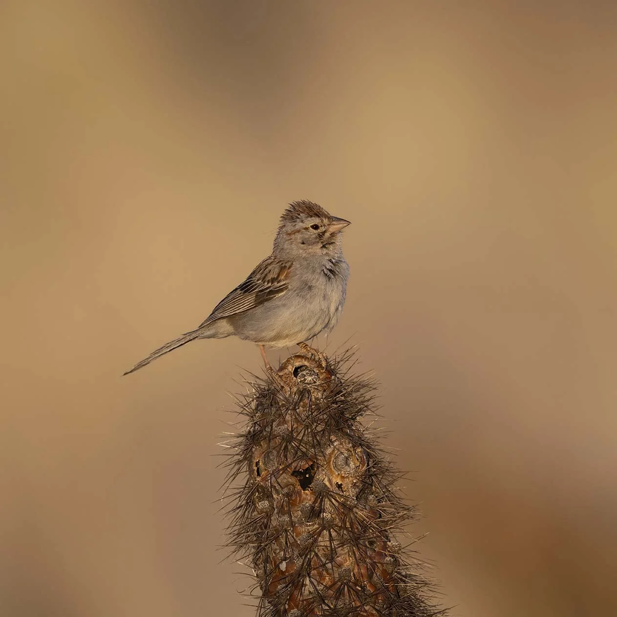 Rufous-crowned_Sparrow_Z090687.JPG