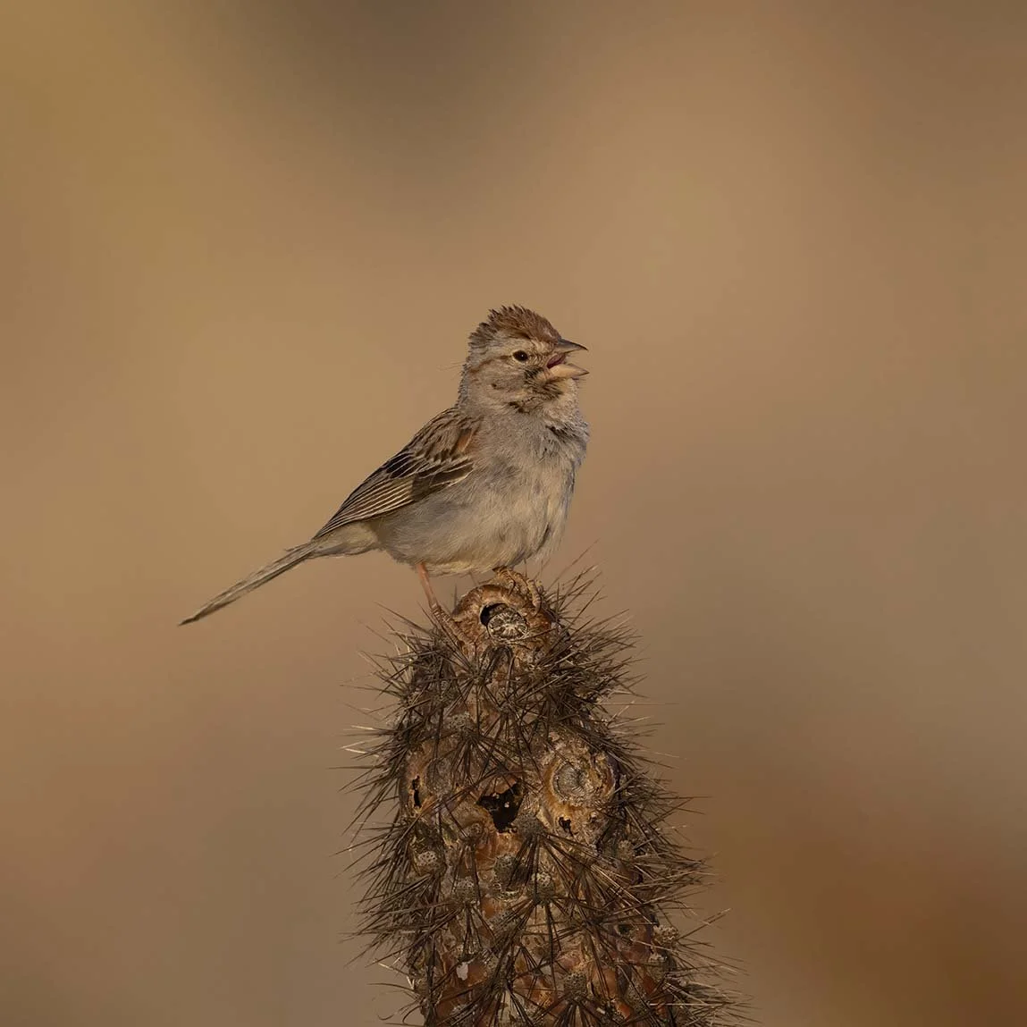 Rufous-crowned_Sparrow_Z090728.JPG