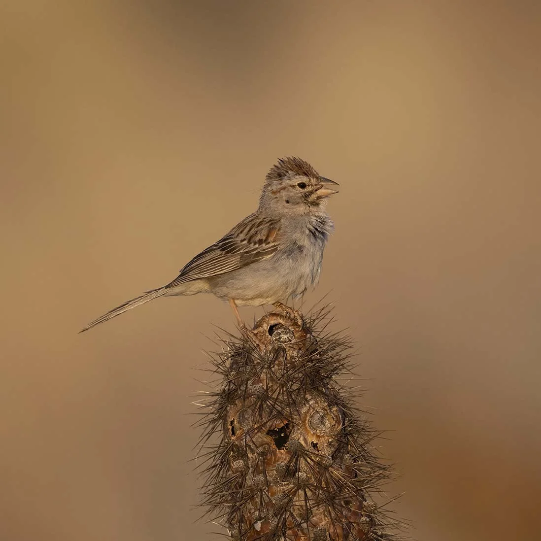 Rufous-crowned_Sparrow_Z090737.JPG
