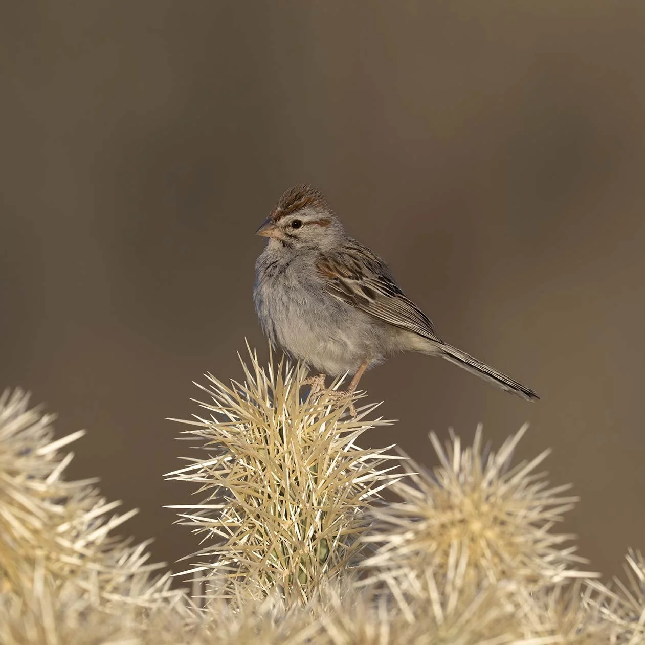 Rufous-crowned_Sparrow_Z090817.JPG