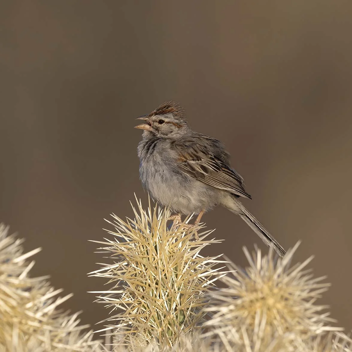 Rufous-crowned_Sparrow_Z090866.JPG
