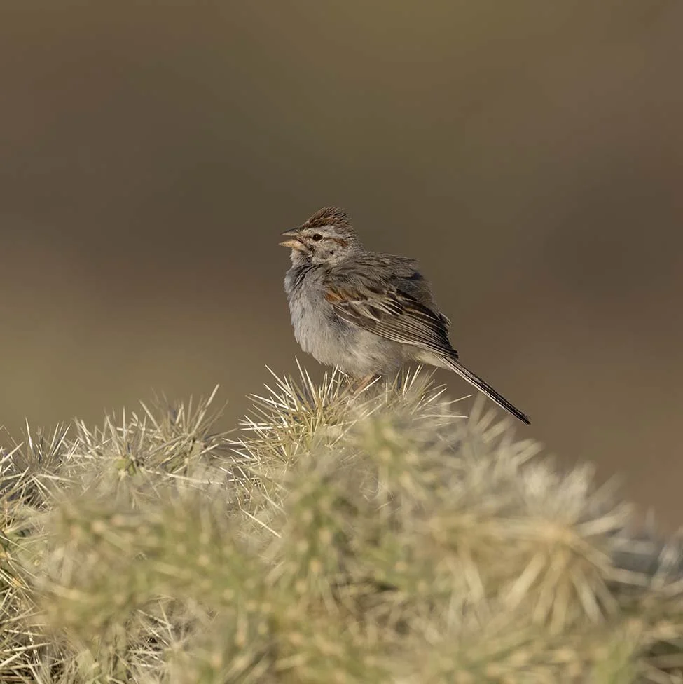 Rufous-crowned_Sparrow_Z090895.JPG