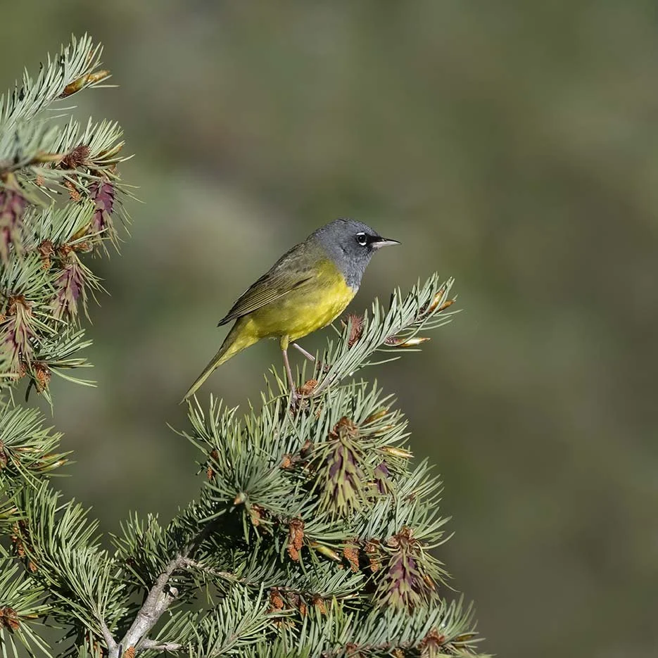 MacGillivray's_Warbler_Z095999.JPG