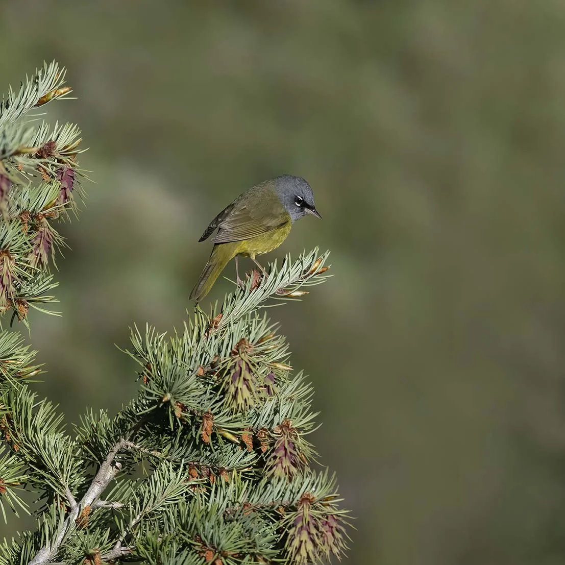 MacGillivray's_Warbler_Z096007.JPG