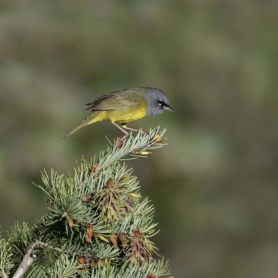 MacGillivray's_Warbler_Z096034.JPG