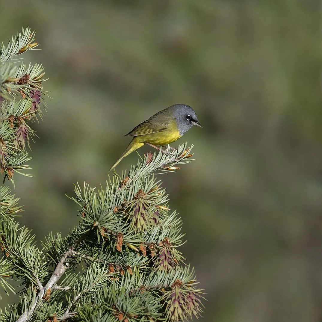 MacGillivray's_Warbler_Z096035.JPG