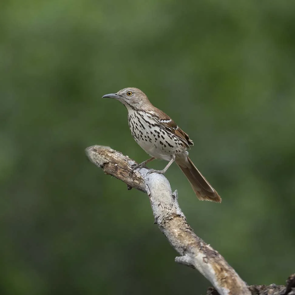 Brown_Thrasher_Z095397.JPG