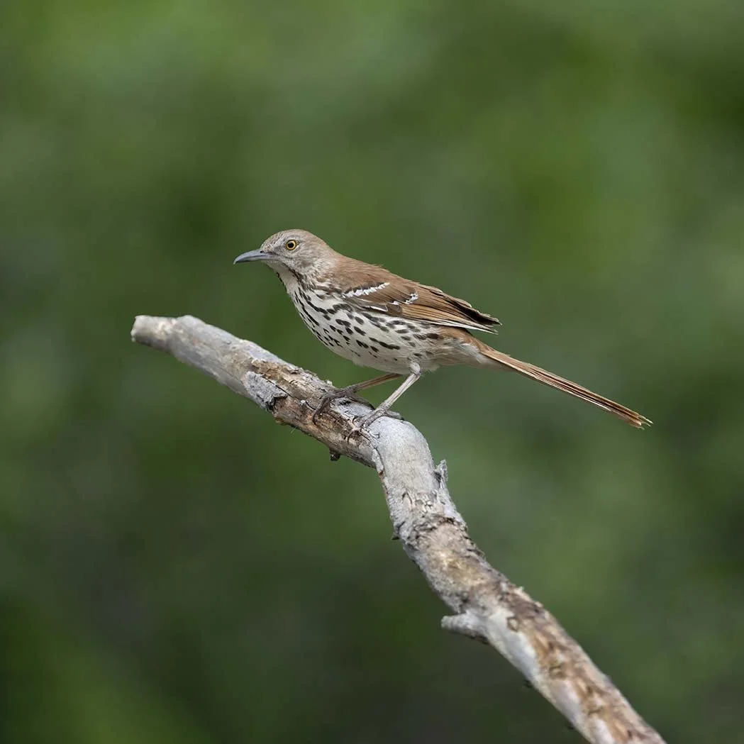 Brown_Thrasher_Z095410.JPG