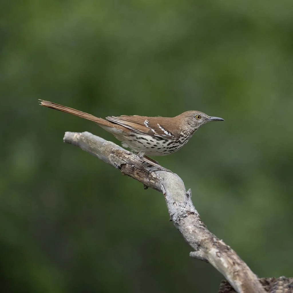 Brown_Thrasher_Z095434.JPG