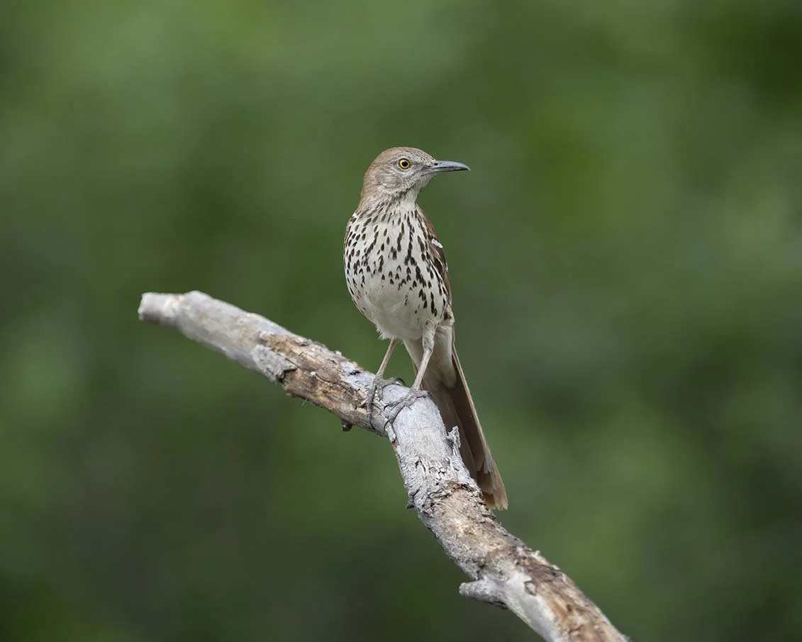 Brown_Thrasher_Z095503.JPG