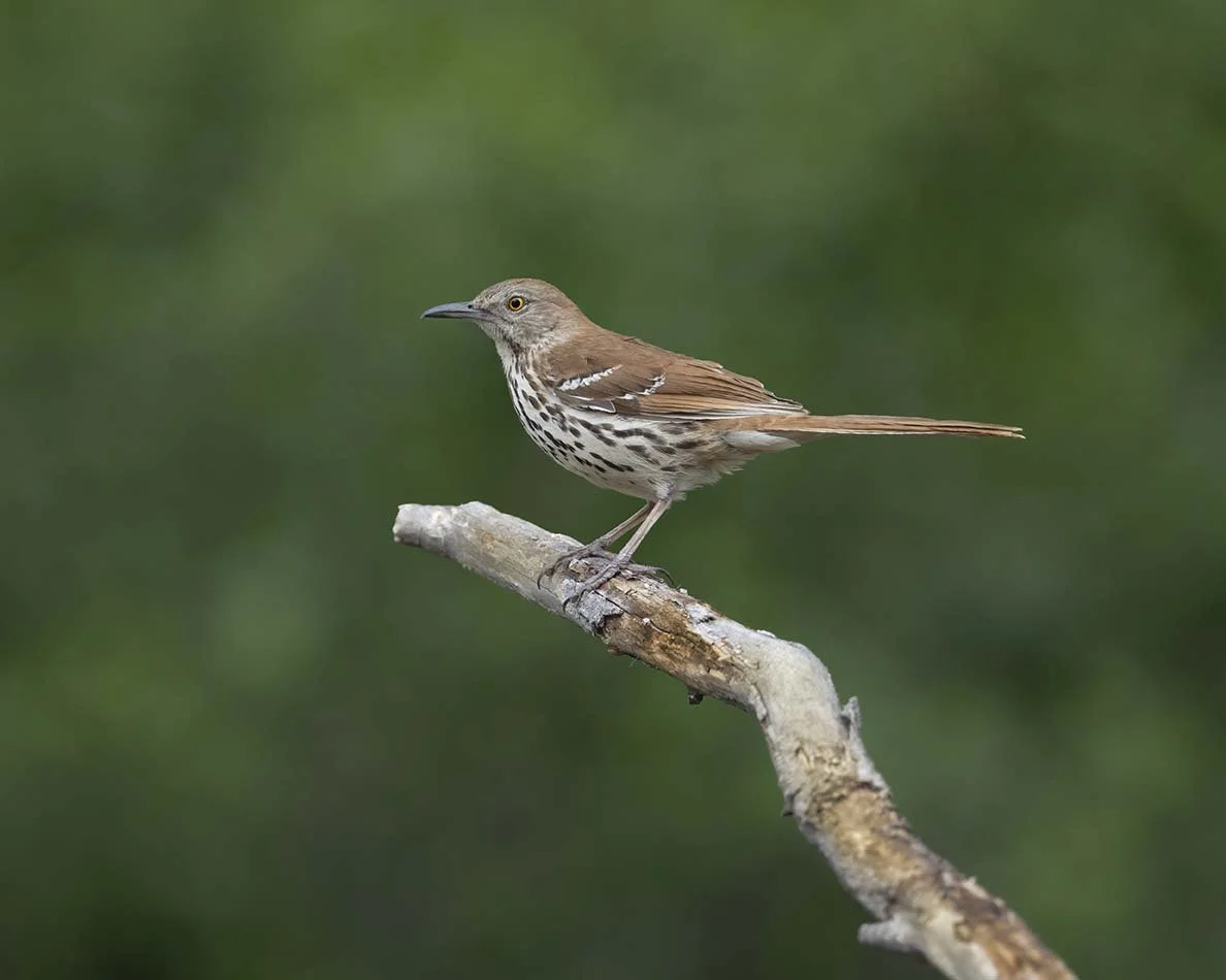 Brown_Thrasher_Z095537.JPG