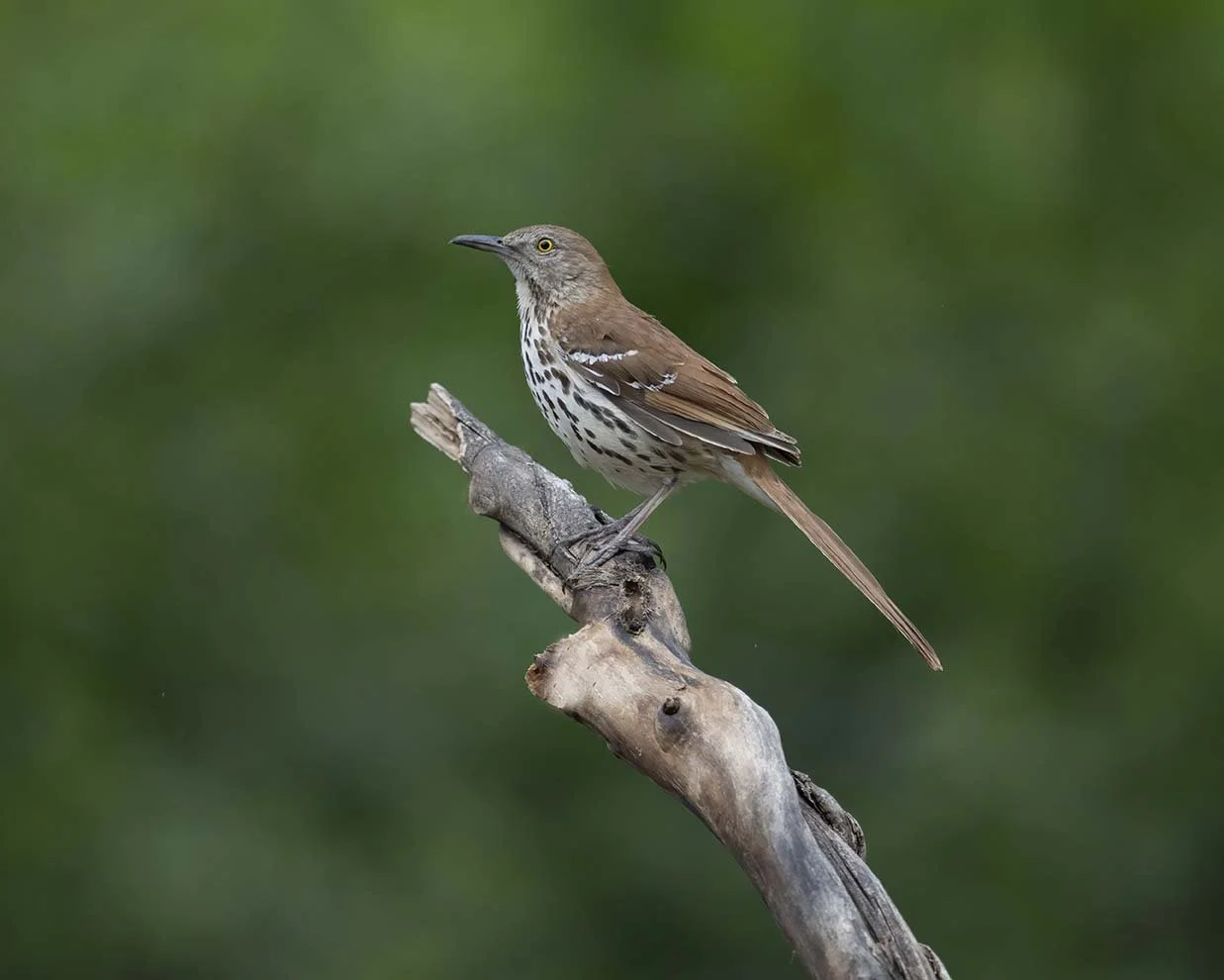 Brown_Thrasher_Z095640.JPG