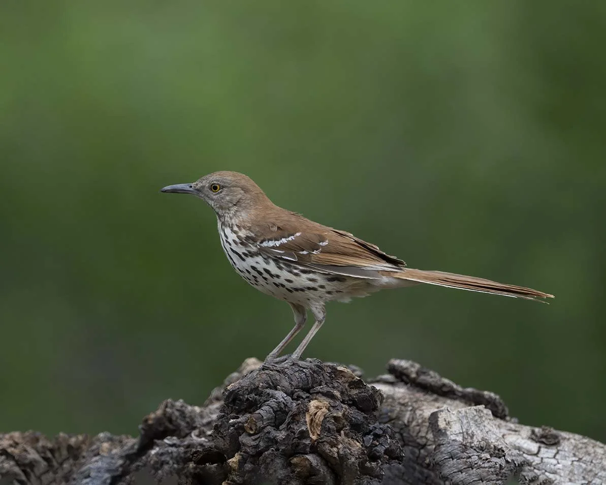 Brown_Thrasher_Z095757.JPG