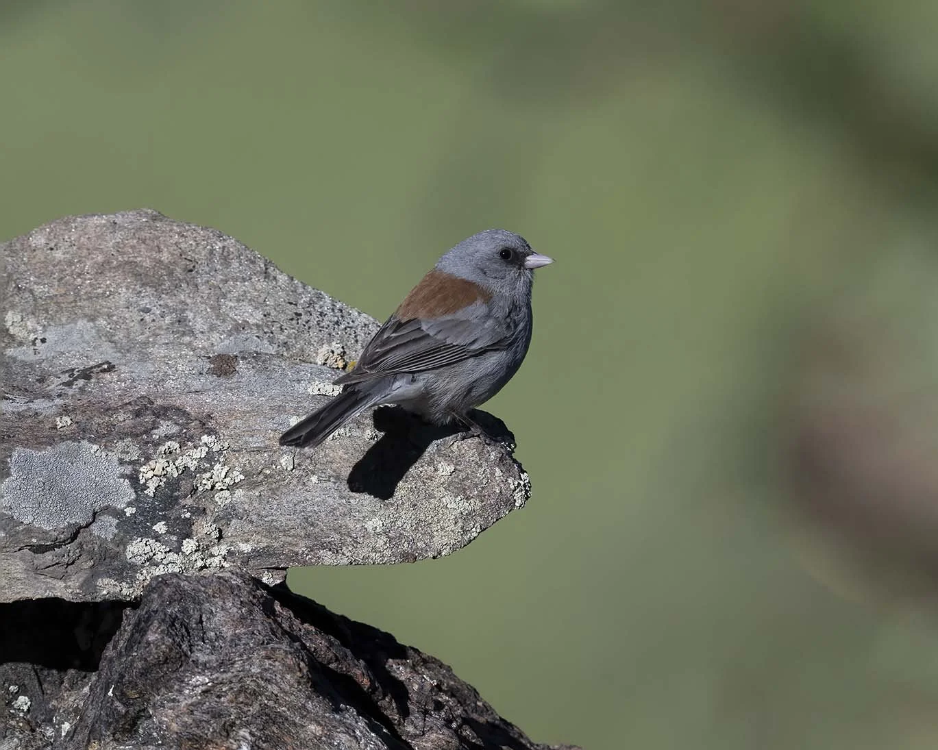 Dark-eyed_Junco_Gray-headed_Z094936.JPG