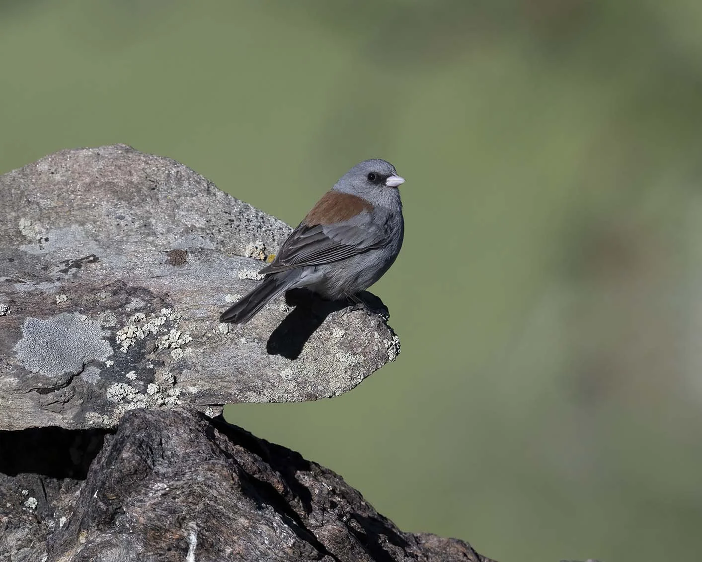 Dark-eyed_Junco_Gray-headed_Z094946.JPG
