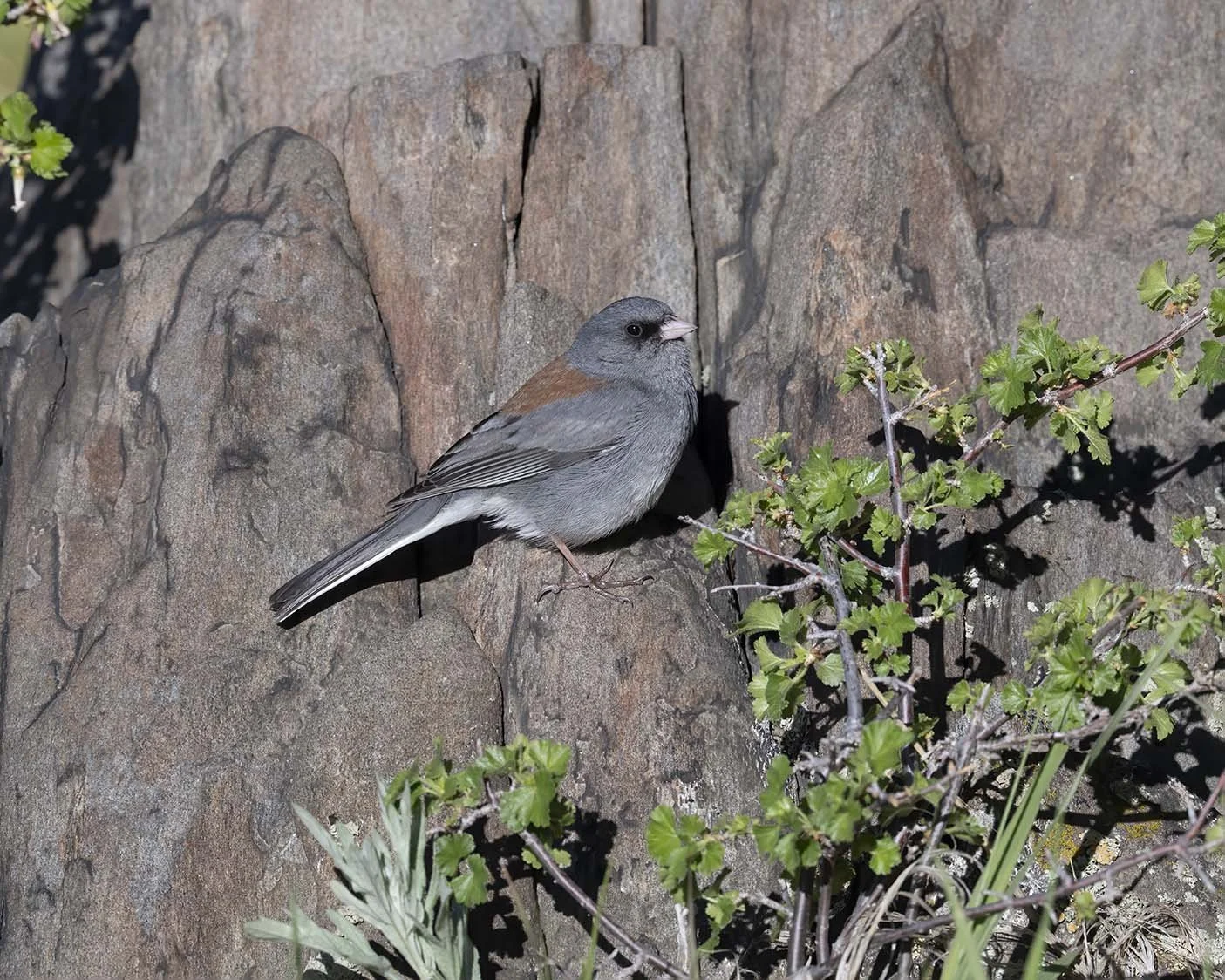 Dark-eyed_Junco_Gray-headed_Z094983.JPG
