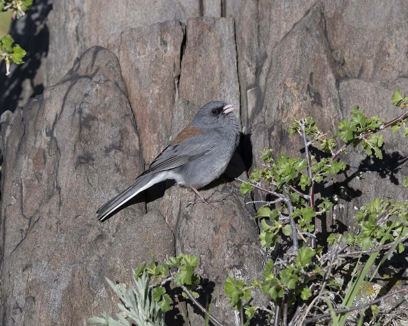 Dark-eyed_Junco_Gray-headed_Z094991.JPG