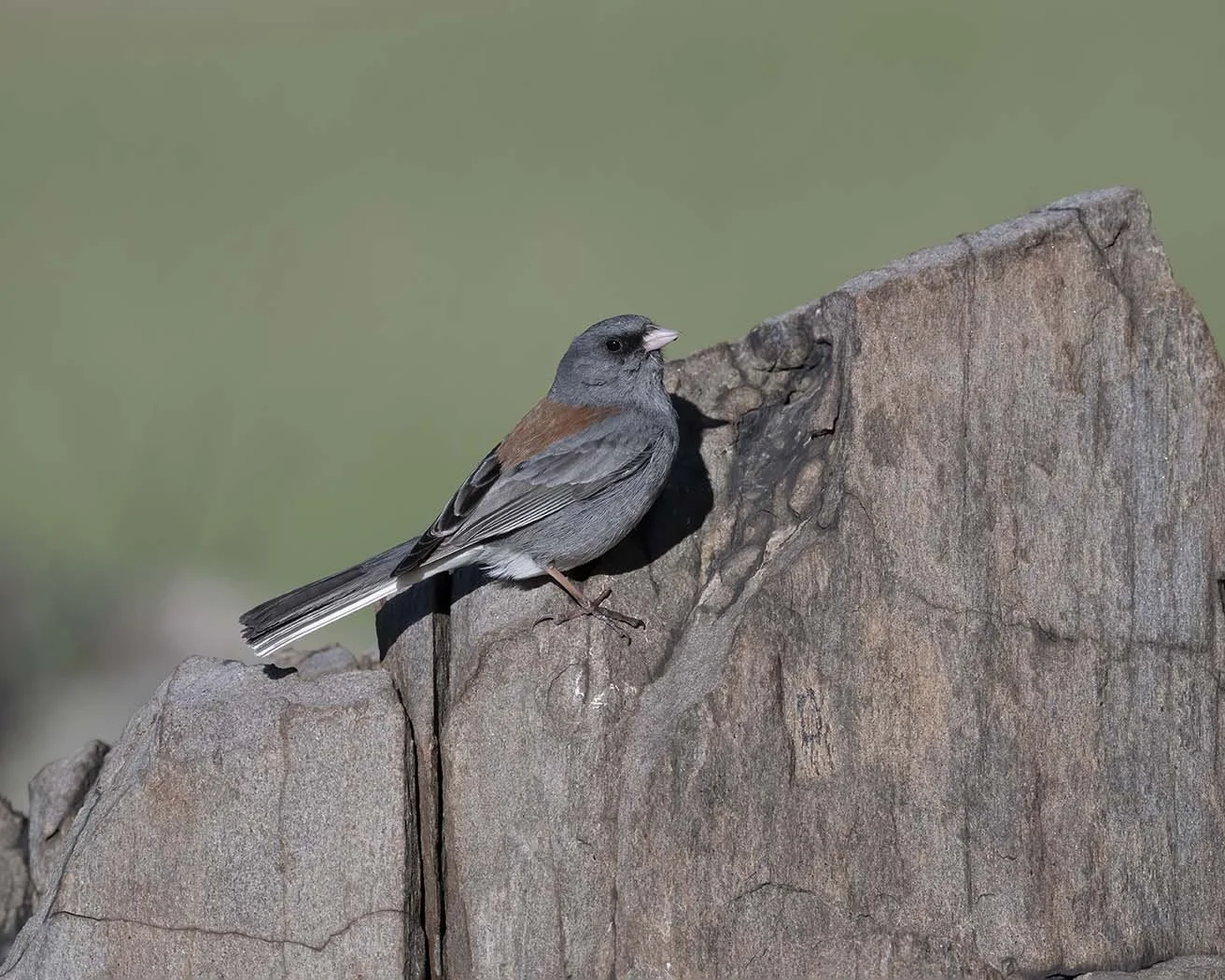 Dark-eyed_Junco_Gray-headed_Z094994.JPG