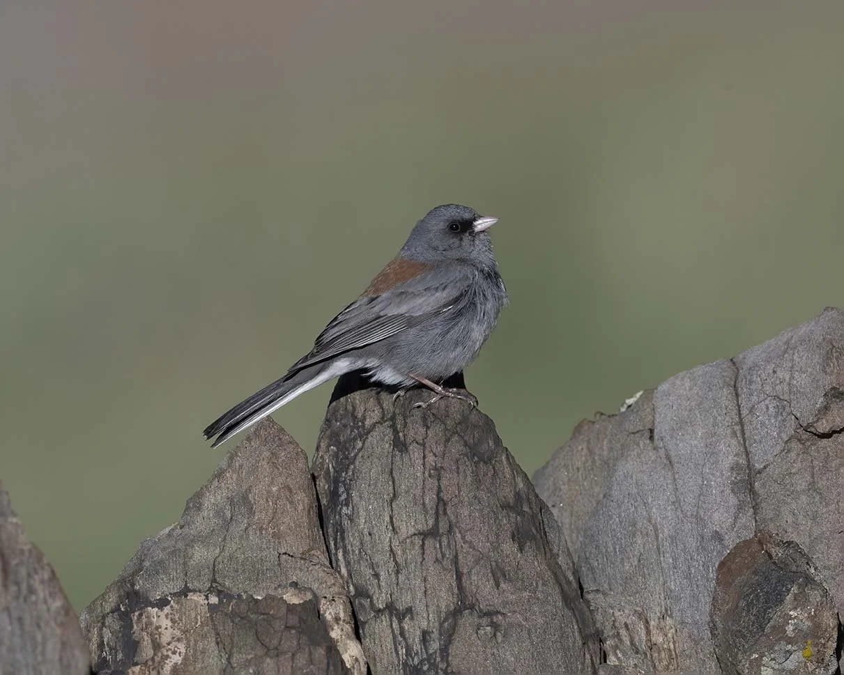 Dark-eyed_Junco_Gray-headed_Z095180.JPG