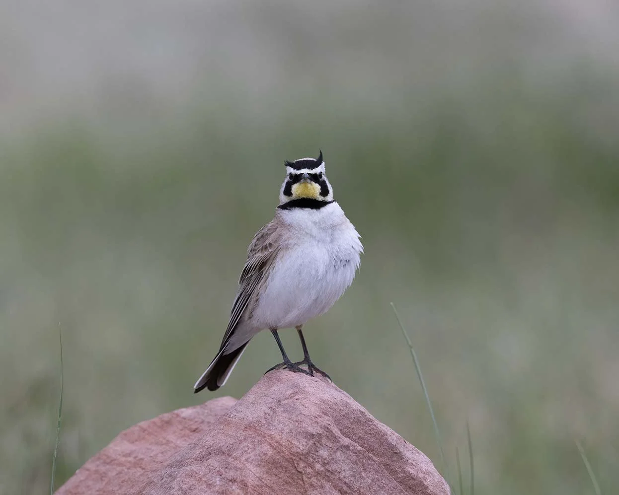 Pawnee Grasslands, CO  May 21, 2025