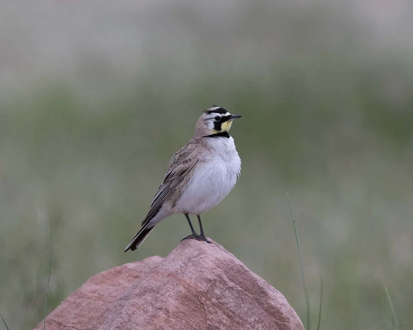 Horned_Lark_Z093251.JPG