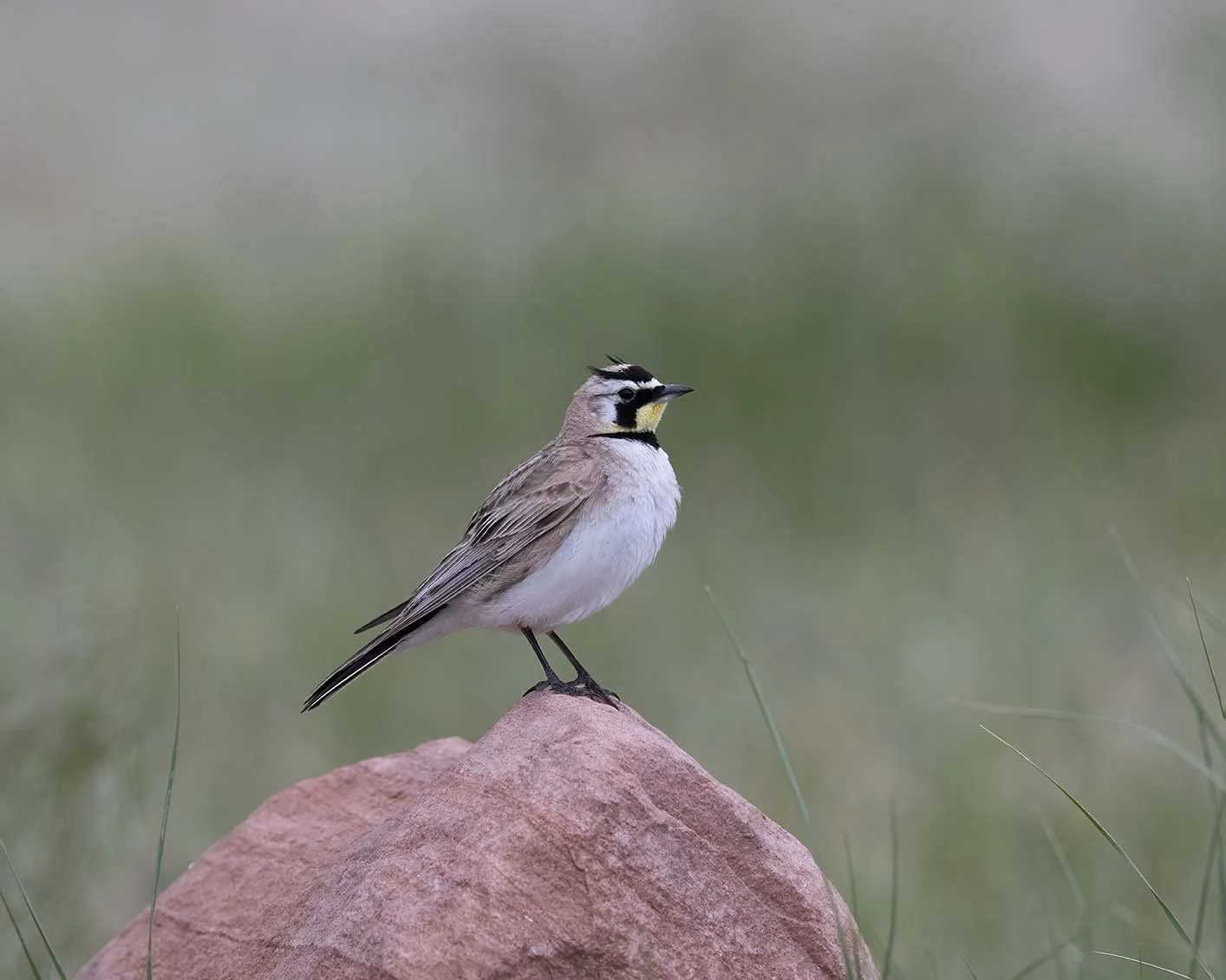 Horned_Lark_Z093315.JPG