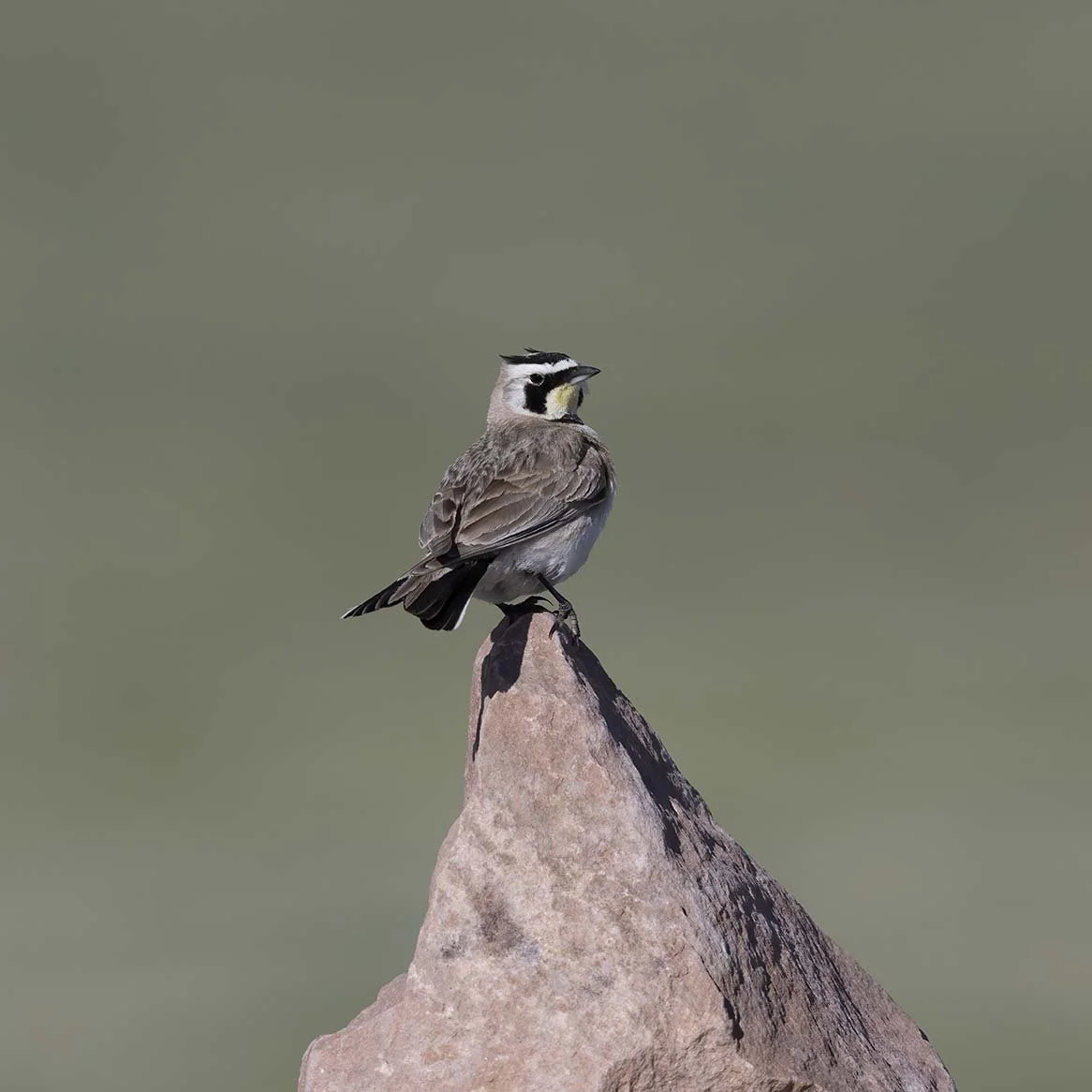 Horned_Lark_Z095239.JPG