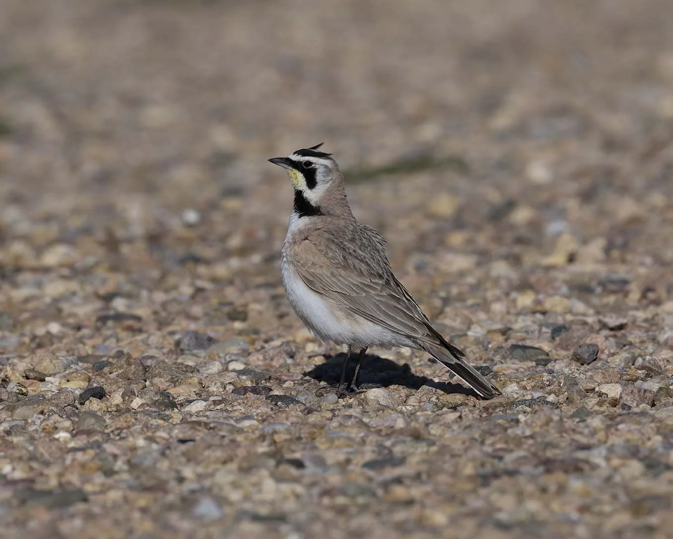 Horned_Lark_Z095262.JPG