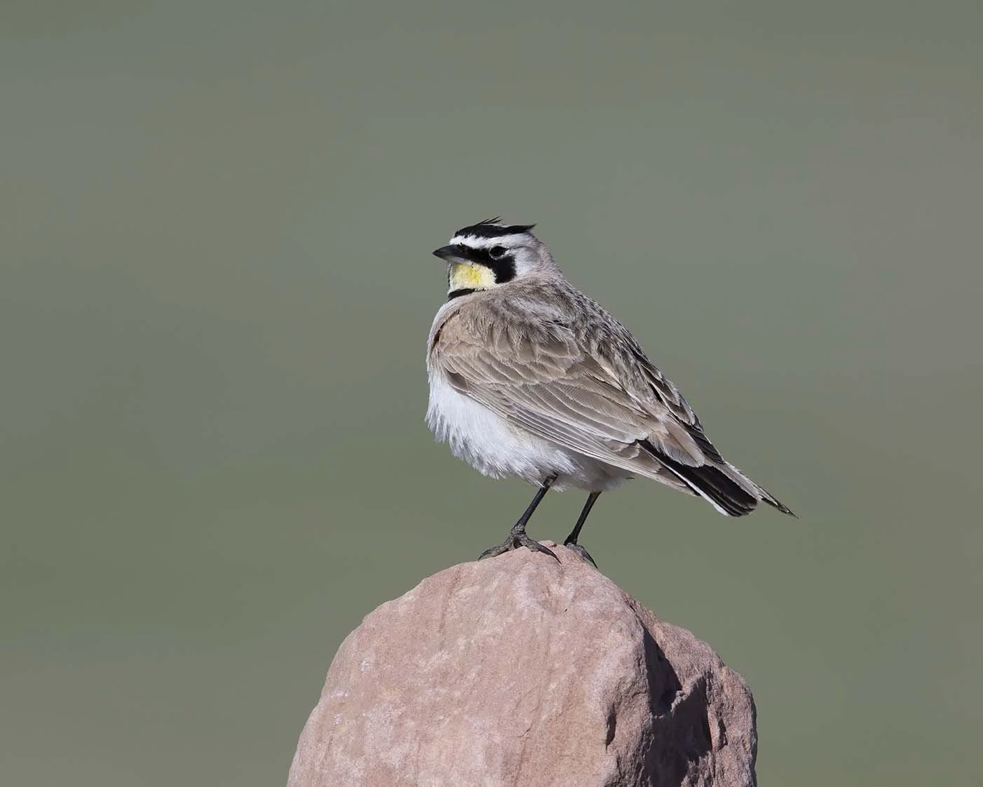 Horned_Lark_Z095291.JPG